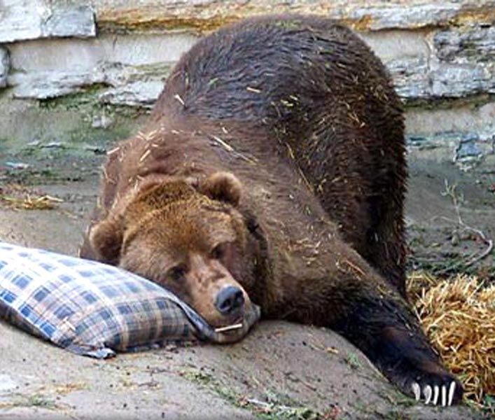 Afbeeldingsresultaat voor slapende beer